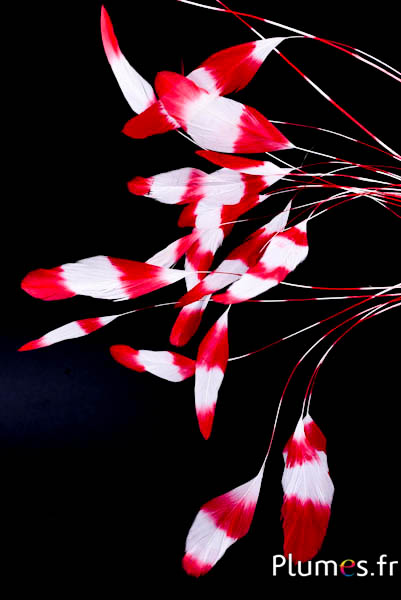 Coquetip - 20-25 cm - weiss-rot